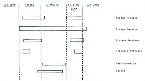 図　椅子からの起立動作と着座動作の筋電図(Munton,1984)